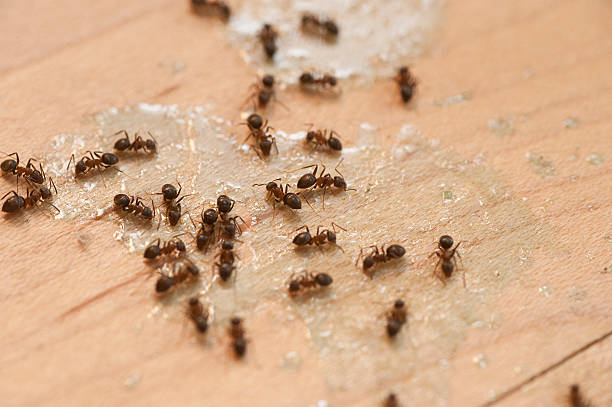 Best Wildlife Control Services  in West Little River, FL