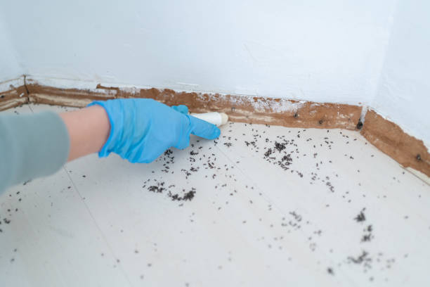 Best Affordable Pest Control Services  in West Little River, FL
